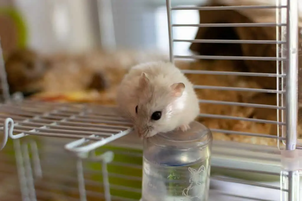 Uitbreiden moersleutel Authenticatie De 5 Beste Kooien Voor Hamsters (Prijs, Formaat, Kwaliteit) – Huisdieren  Houden