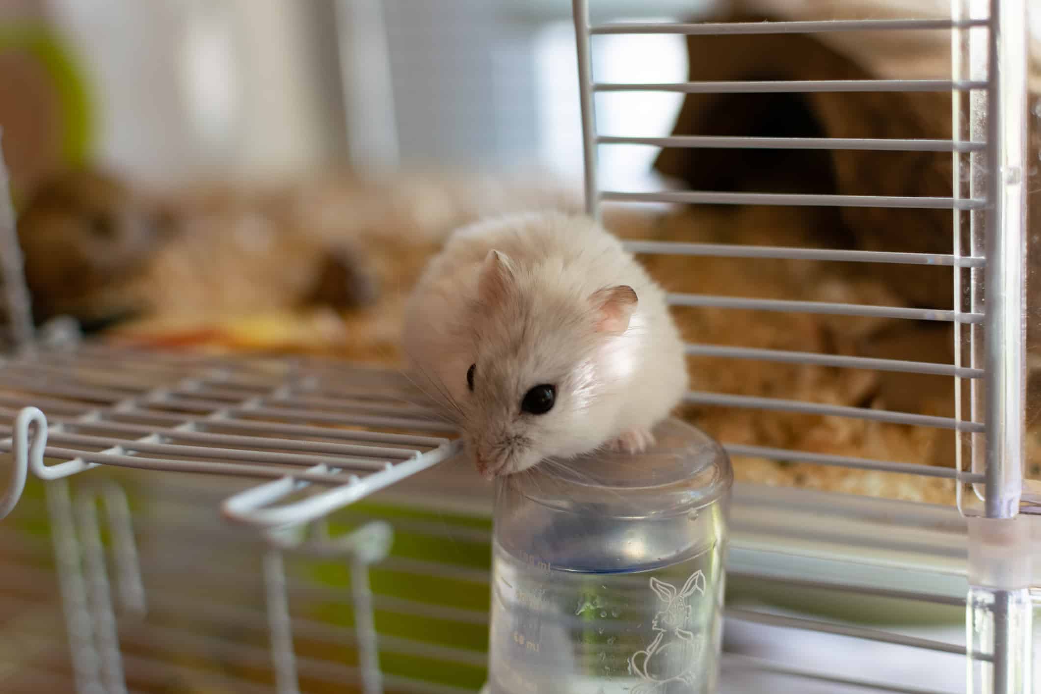 een andere Formuleren Elektronisch De 5 Beste Kooien Voor Hamsters (Prijs, Formaat, Kwaliteit) - Huisdieren  Houden