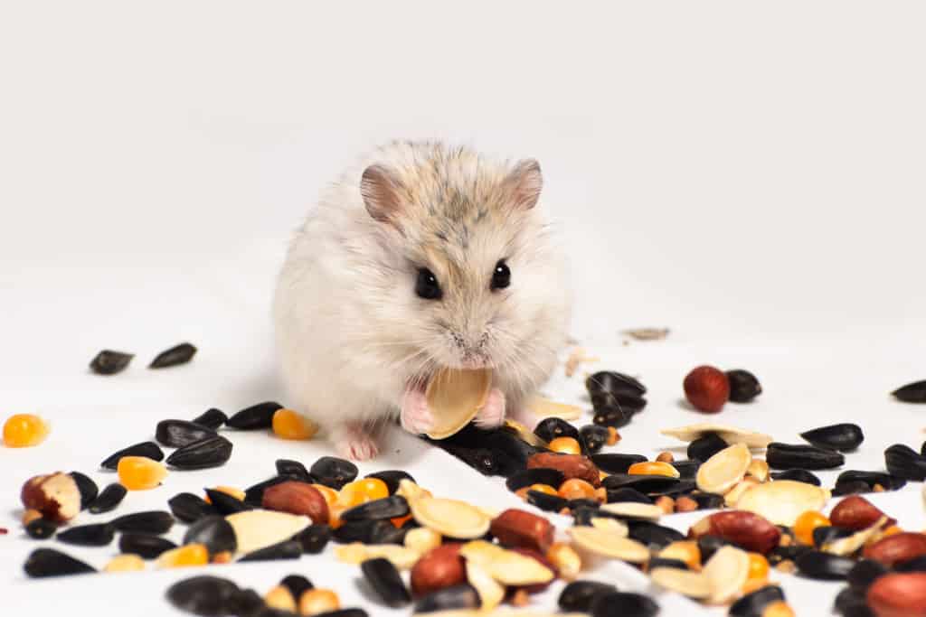 Honderd jaar Ik wil niet Verandert in Wat Eten Hamsters (Brokjes, Groenvoer en Snacks) – Huisdieren Houden