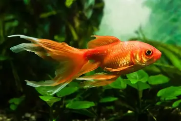 11 Aquarium Vissen Die Ook Geschikt Voor Beginners – Houden