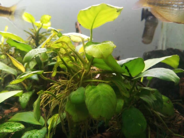 Top 11 Beste Aquarium Planten voor Beginners (Met Foto’s) Huisdieren