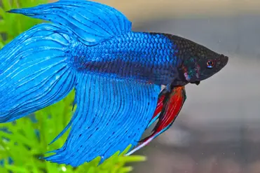 De volgende impliciet mooi 11 Aquarium Vissen Die Ook Geschikt Zijn Voor Beginners – Huisdieren Houden