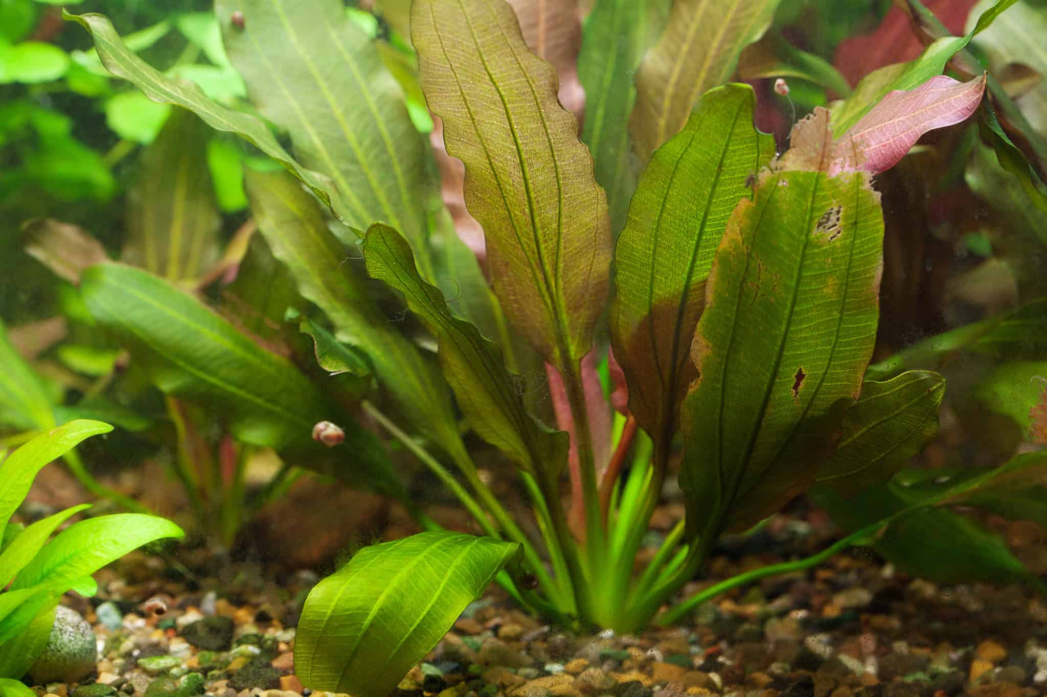 Top 11 Beste Aquarium Planten voor Beginners (Met Foto’s) Huisdieren